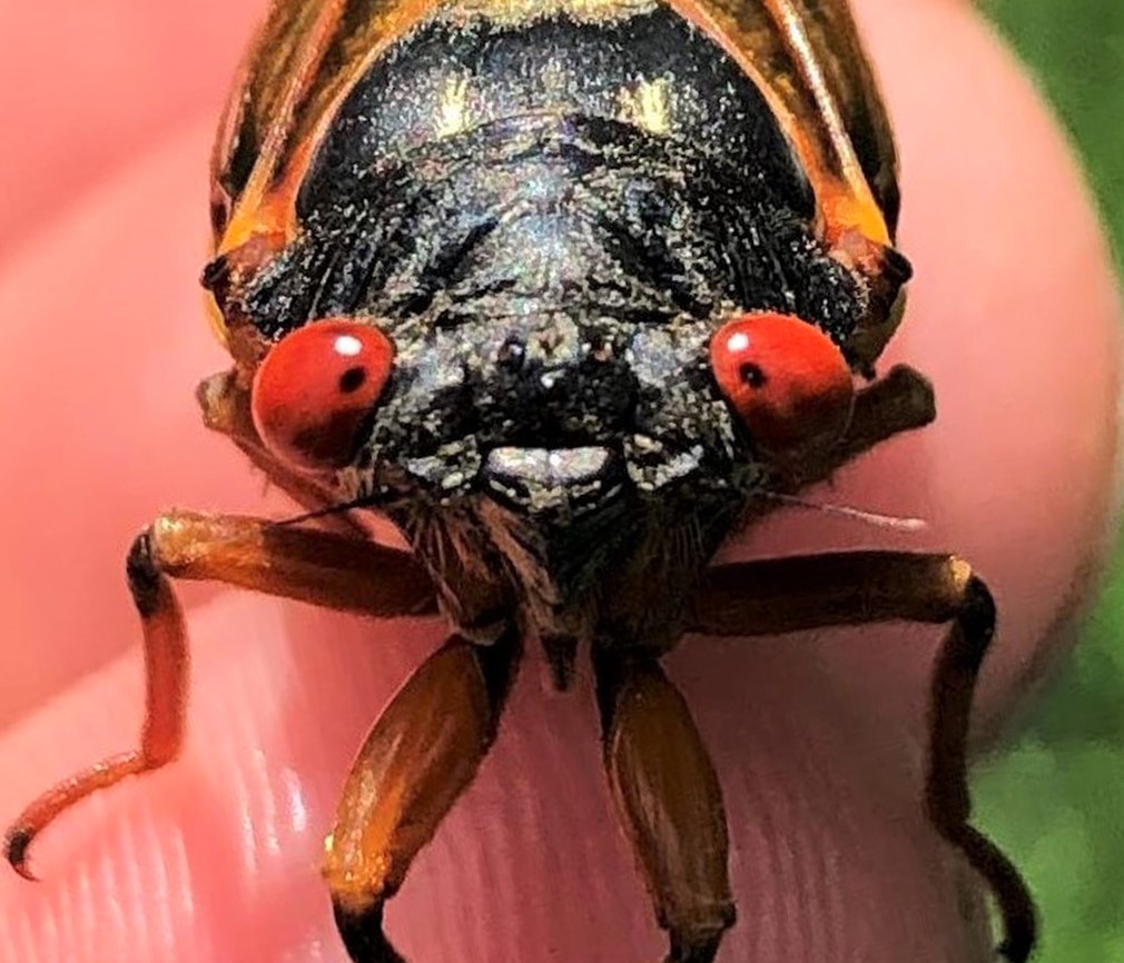 Cicada bug eyes