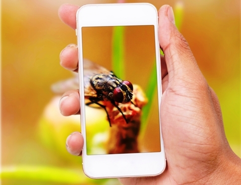 bug phone dreamstime m 76609260 484x318