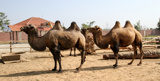 camel dreamstime m 83319205 640x324