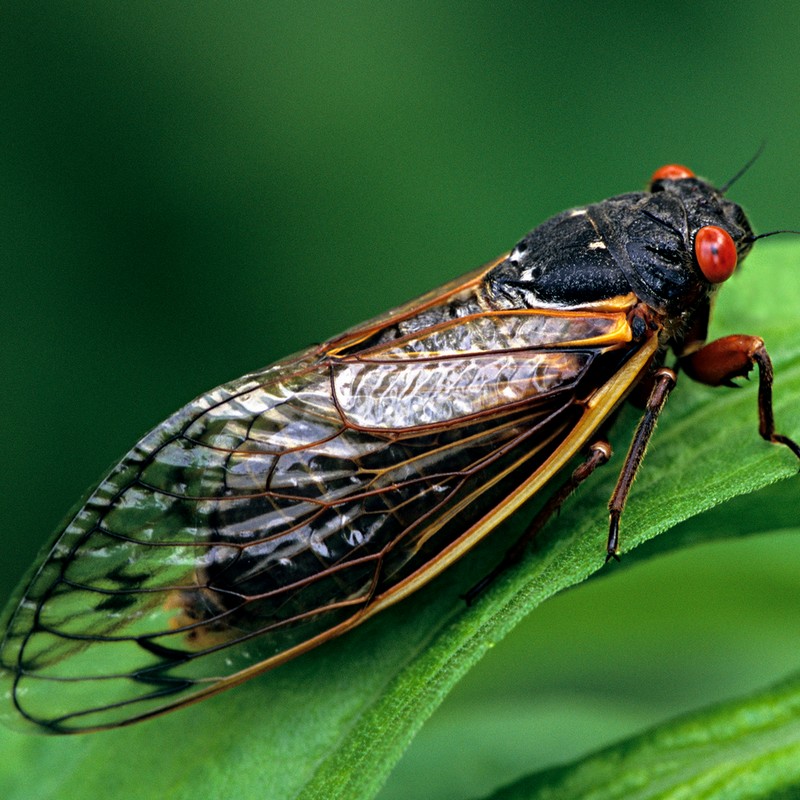 cicada full body
