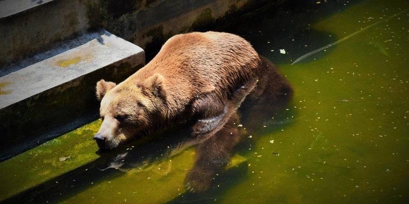 cool bear dreamstime s 91842195 800x400