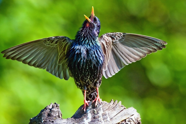 starling spreading wings