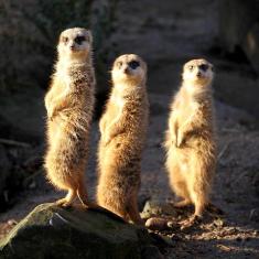 three meerkats